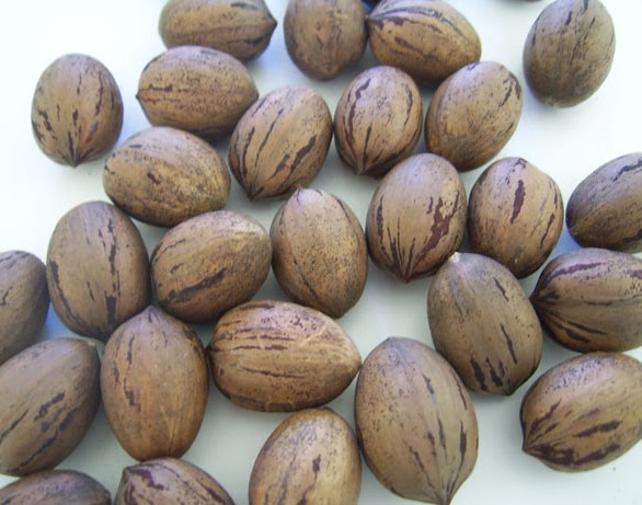 Pecan Nuts